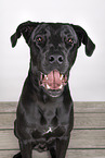 Cane-Corso-Great-Dane