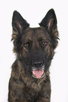 Shepherd-Mongrel