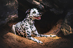 Dalmatian-Mongrel