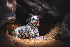 Dalmatian-Mongrel