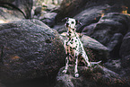 Dalmatian-Mongrel