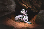 Dalmatian-Mongrel