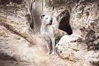 Dogo-Argentino-Mongrel