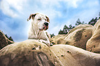 Dogo-Argentino-Mongrel