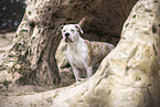 Dogo-Argentino-Mongrel