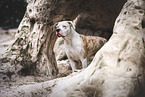 Dogo-Argentino-Mongrel