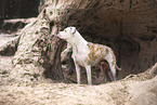 Dogo-Argentino-Mongrel