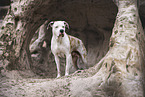 Dogo-Argentino-Mongrel