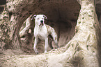 Dogo-Argentino-Mongrel