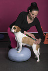 Beagle-Mongrel
