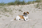 Beagle-Mongrel