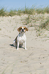 Beagle-Mongrel