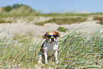 Beagle-Mongrel