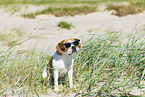 Beagle-Mongrel