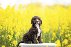 Toypoodle-English-Cocker-Spaniel-Mongrel