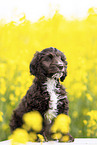 Toypoodle-English-Cocker-Spaniel-Mongrel