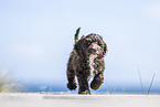 Toypoodle-English-Cocker-Spaniel-Mongrel