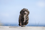 Toypoodle-English-Cocker-Spaniel-Mongrel