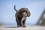 Toypoodle-English-Cocker-Spaniel-Mongrel