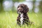 Toypoodle-English-Cocker-Spaniel-Mongrel