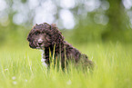 Toypoodle-English-Cocker-Spaniel-Mongrel