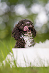 Toypoodle-English-Cocker-Spaniel-Mongrel
