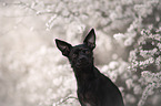 Chihuahua-Mongrel