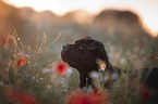 Shar-Pei-Mongrel