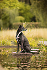 Husky-Weimaraner-Mongrel