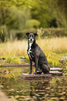 Husky-Weimaraner-Mongrel