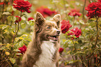 Spitz-Mongrel