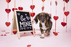Havanese-Dachshund-Mongrel