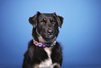 Croatian-Shepherd-Mongrel