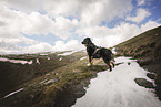 Croatian-Shepherd-Mongrel