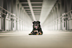 Croatian-Shepherd-Mongrel