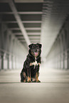 Croatian-Shepherd-Mongrel