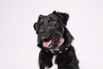 Croatian-Shepherd-Mongrel