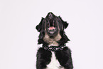 Croatian-Shepherd-Mongrel