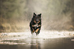 Croatian-Shepherd-Mongrel