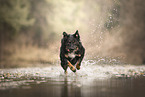 Croatian-Shepherd-Mongrel