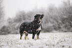 Croatian-Shepherd-Mongrel