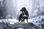 Croatian-Shepherd-Mongrel
