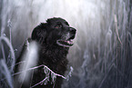 Leonberger-Mongrel