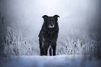 Leonberger-Mongrel