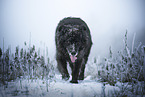 Leonberger-Mongrel