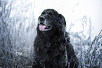Leonberger-Mongrel