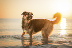 German-Shepherd-Sivas-Kangal