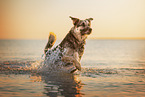 German-Shepherd-Sivas-Kangal