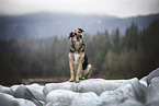 German-Shepherd-Sivas-Kangal