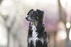 Australian-Shepherd-Mongrel